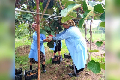 Astara: kənd məktəbinin yardımçı təsərrüfat sahəsində kivi yığılıb