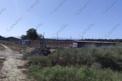 Masallıda sahibsiz itlər üçün sığınacaq yaradılıb