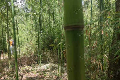 Bambukdan əl işləri hazırlayan yeganə azərbaycanlı Eynulla Cəlalovu tanıyaq