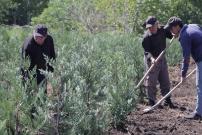 Astara və Lənkərandan Gəncəyə minə yaxın ting göndərilib