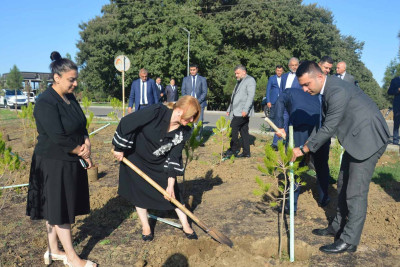 Masallıda şəhidlərin xatirəsinə ağaclar əkilib