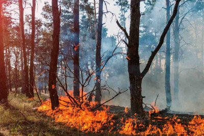 Lənkəranda bir hektar sahə yanıb