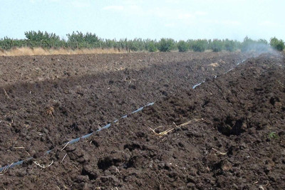 Cəlilabadda kartof əkini başa çatıb