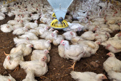 Masallı: məşhur broyler şirkətinin səhmləri satılır