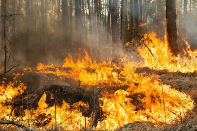 Astara: Şəvqo kəndində 2 hektar sahədə yanğın baş verib