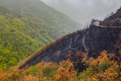 Masallıda 20 hektardan çox ərazi yanıb