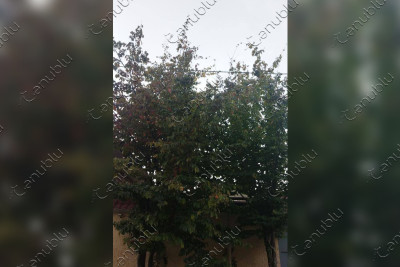 Lənkəranda budanması qadağan olunan ağac işıq xəttinə toxunur: işığın tez-tez sönməsi sakinləri narahat edir