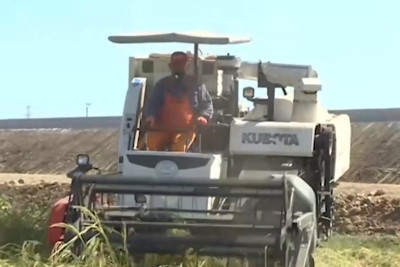 Astarada düyü biçininə start verilib