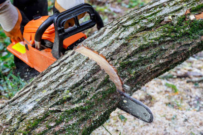 Cəlilabadda şirkət qanunsuz ağac kəsib