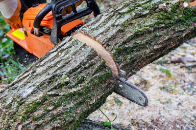 Cəlilabadda və Lerikdə qanunsuz ağackəsmə faktları aşkarlanıb