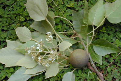 Cənub bölgəsində yetişən zəhərli bitki: Tunq ağacı