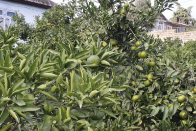 Astara: naringinin yığımına başlanılıb