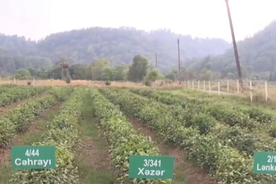 AMEA Lənkəran Regional Mərkəzinin uğuru