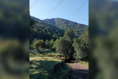 “Astaranın Qobustanı”: Ute məhəlləsi