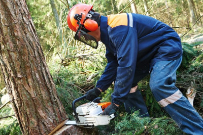 Astara: Təngərüd kəndində qanunsuz ağac kəsən şəxs barəsində protokol tərtib olunub