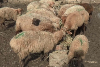 Cəlilabad: Üçtəpə kənd sakini Dövlət Məşğulluq Agentliyindən narazıdır