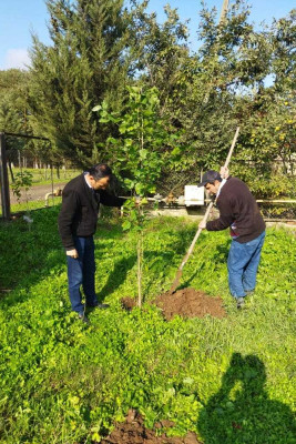 Masallı: Kolatan kəndində ağacəkmə aksiyası keçirilir