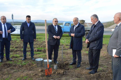 Masallı rayonunda zeytun bağları salınır