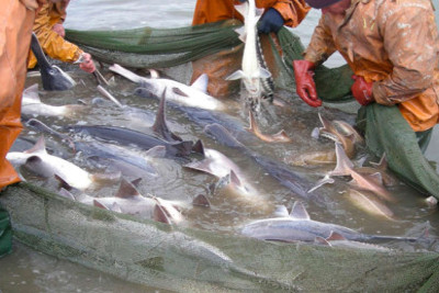 Qanunsuz balıq ovlayan Lənkəran rayon sakinləri saxlanılıblar