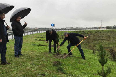 Astarada ağacəkmə aksiyası keçirilib