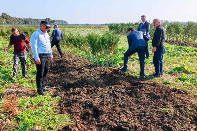 Masallıda yaşıllaşdırma işləri davam edir