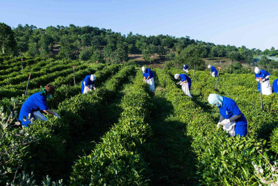 Masallıda çay yığımı başa çatıb