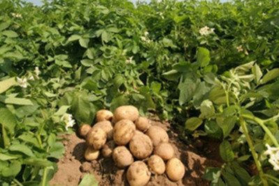 Masallıda kartof sahələri genişlənir