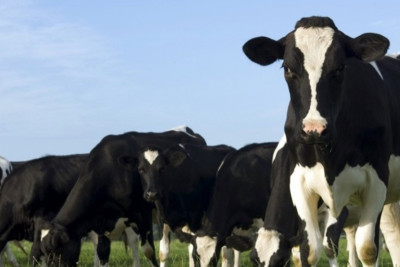 Masallıda heyvandarlıq inkişaf etməkdə davam edir