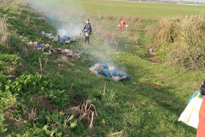 Masallıda təmizlik işləri görülür, ağaclar əkilir