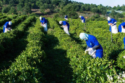 Lənkəranda yerləşən səhmdar cəmiyyət ləğv edilir