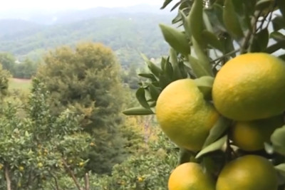 Astaranın naringi bağlarında meyvə yığımı davam edir
