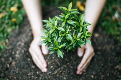 Masallıda abadlıq işləri görülür