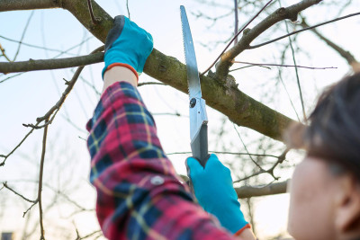 Cəlilabad, Lerik və Bakıda qanunsuz ağackəsmə faktları aşkarlanıb