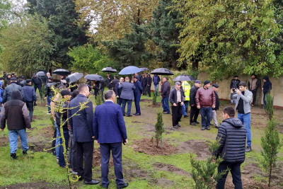 Lənkəranda ağacəkmə aksiyası çərçivəsində 60 sərv ağacı əkilib
