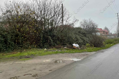 Lənkəranda kanalın üstündə cəngəllik əmələ gəlib