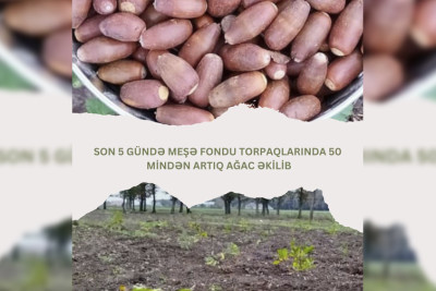 Cənub meşəliklərində yeni ağaclar əkilib