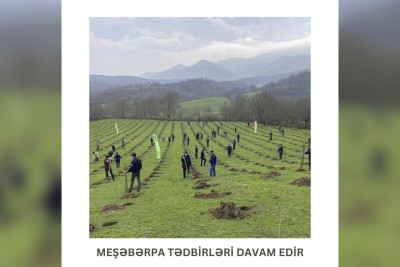 Lənkəranda meşəbərpa tədbirləri davam edir