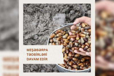 Lənkəranda açıq və seyrək meşə fondu torpaqlarında ağac əkilib