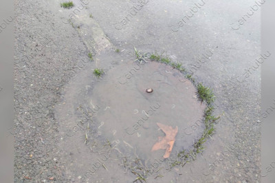 Lənkəranı qurd basıb