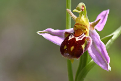 Qarabağın simvolu olan Xarıbülbül Cənub bölgəsində