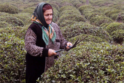 Uşaqlıqdan çayçılığın sirlərinə yiyələnən Şinanaz xanım