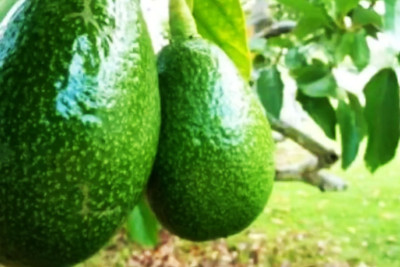 Astarada ekzotik meyvələrin yetişdirilməsinə start verilib