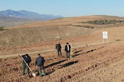 Masallıda meşəbərpa tədbirləri bayram günlərində də davam edir
