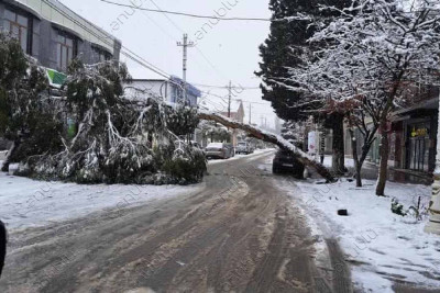 Lənkəranın mərkəzi küçəsində ağac aşıb: ərazidə hərəkət dayanıb