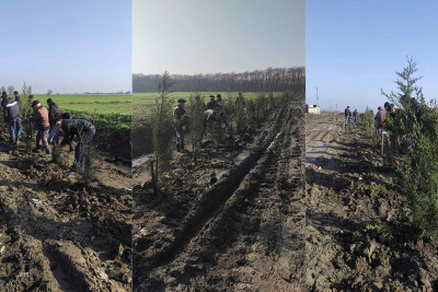 Masallıda zibil poliqonunda ağaclar əkilib