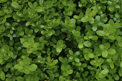 Cənub zonasının “müqəddəs” bitkisi hesab olunan şümşad ağacı