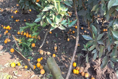 Astarada sitrus bağlarını şaxta vurub