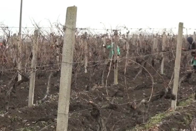 Üzümü ilə məşhur olan Cəlilabadda quru budama işlərinə başlanılıb