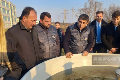 Viləş çayına 87 min körpə balıq buraxılıb