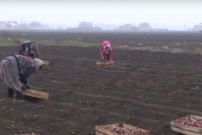 Masallıda 1000 hektar sahədə kartof əkiləcək